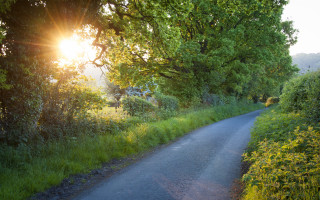 Sunshine road forest lens flare - the side of the road free wallpaper