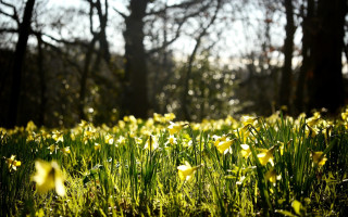 Flower field sunlight trees blurry - a field of flowers free wallpaper
