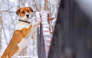 Dog snow fence shiba inu - a rail free wallpaper