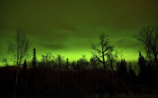 Green sky stars forest fireflies - a green sky free wallpaper