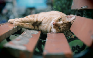Cat bench eyes closed wide - a bench free wallpaper