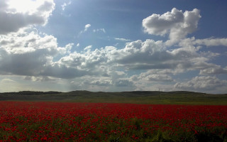 Red flowers cloudy sky wind - under a cloudy sky free wallpaper