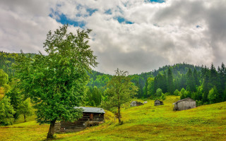 Grassy field tree cabin cloudy - a grassy field free wallpaper