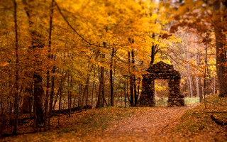 Woodland gate autumn leaves nature - a path free wallpaper