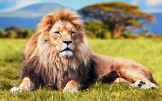 Lion grass mountain blue sky - carlos catasse free wallpaper for desktop