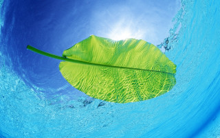 Leaf floating water blue sky 3 - a leaf free wallpaper