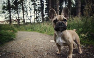 Small dog woods dirt road - a small dog free wallpaper