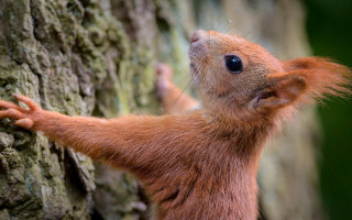 Red squirrel climbing tree branch - chippy free wallpaper