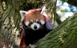 Red panda climbing tree sad - dave allsop free wallpaper