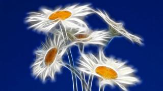 White flowers orange centers blue - digital art free wallpaper