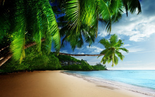 Beach palm tree house ocean - felipe seade free wallpaper