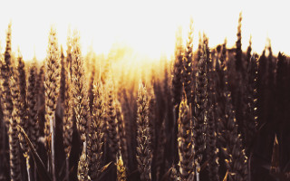 Field tall grass sunshine autumn - the sky in the background free wallpaper
