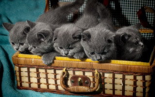 Kittens basket group blanket sharp - the camera free wallpaper