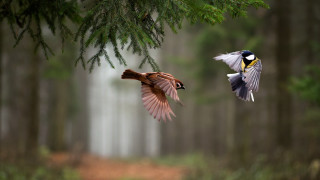 Birds forest branch bokeh macro - two bird free wallpaper