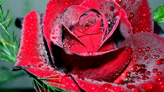 Red rose water droplets gothic 5 - a gray wall behind free wallpaper