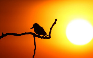 Bird silhouette branch sunset orange - sunset free wallpaper