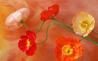 Flowers vase water generative airbrush - a table together free wallpaper