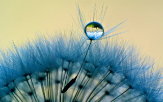 Dandelion water drop yellow background 2 - a dandelion free wallpaper