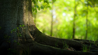Exposed tree roots forest green - free textures wallpaper