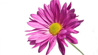 Purple flower yellow center digital - a purple flower free wallpaper