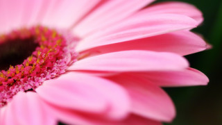 Pink flower green stem yellow 3 - a yellow center in the middle free wallpaper
