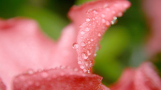 Pink flower water droplets macro 26 - a pink flower free wallpaper