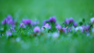 Purple flower bokeh garden macro - green grass free wallpaper for desktop