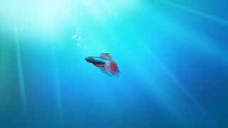 Fish swimming blue water bubbles 4 - lostfish free wallpaper