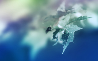 Leaf branch blurry background photorealistic - a leaf free wallpaper