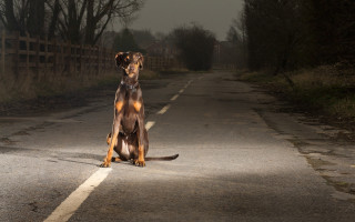 Dog road dark fence trees - in the background and trees free wallpaper