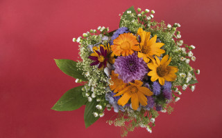 Bouquet white flowers red background - rich vivid color free wallpaper