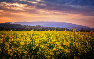 Yellow flowers mountain sunset clouds - beautiful landscape free wallpaper for desktop