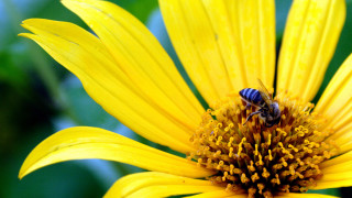 Bee yellow flower green leaves 5 - a bee free wallpaper