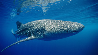 Large whale fish ocean sunny - nearby free wallpaper