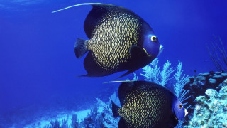 Black fish coral reef blue - lostfish free wallpaper