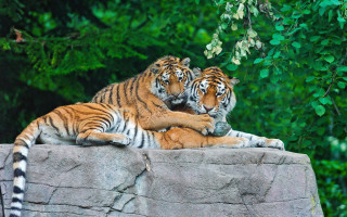Tiger rock head rubbing wildlife - a rock together free wallpaper