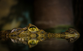 Large alligator mouth open eyes - the water surface free wallpaper