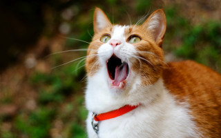 Cat open mouth shock art - mouth wide free wallpaper
