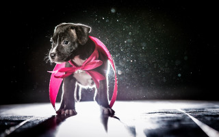 Dog pink ribbon floor hologram - its neck free wallpaper