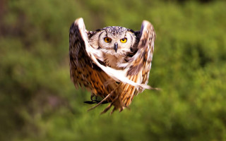 Yellow eyes bird flying wings - a flemish baroque free wallpaper