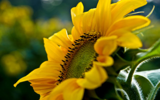 Sunflower field yellow petals green - a sunflower free wallpaper