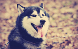 Husky tongue out blurry leaves - a blurry background of leaves free wallpaper