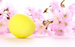 Lemon pink flowers white background - product photography free wallpaper for desktop