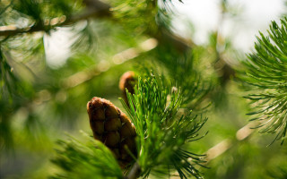Pine cone branch green needles 2 - a blurry sky in the background free wallpaper