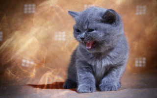 Small gray kitten yellow background - top of a floor next free wallpaper