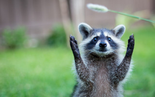 Raccoon frisbee outdoor nature forest - its hind leg free wallpaper