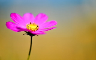 Pink flower yellow center grass 3 - chang daichien free wallpaper