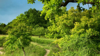 Dirt path forest trees grass - depth of field free wallpaper