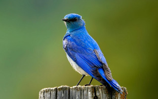 Blue bird wooden post green 2 - a black beak free wallpaper