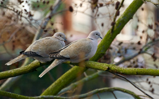 Birds branch park buildings bokeh - a few leaf free wallpaper